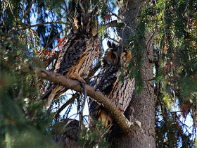 Таємничі мешканці нічних степів та лиманів