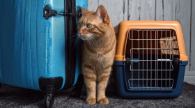 Як правильно подорожувати з котами чи їхати у відпустку?