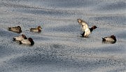 На медленно замерзающих водах Хаджибейского лимана хохлатая чернеть